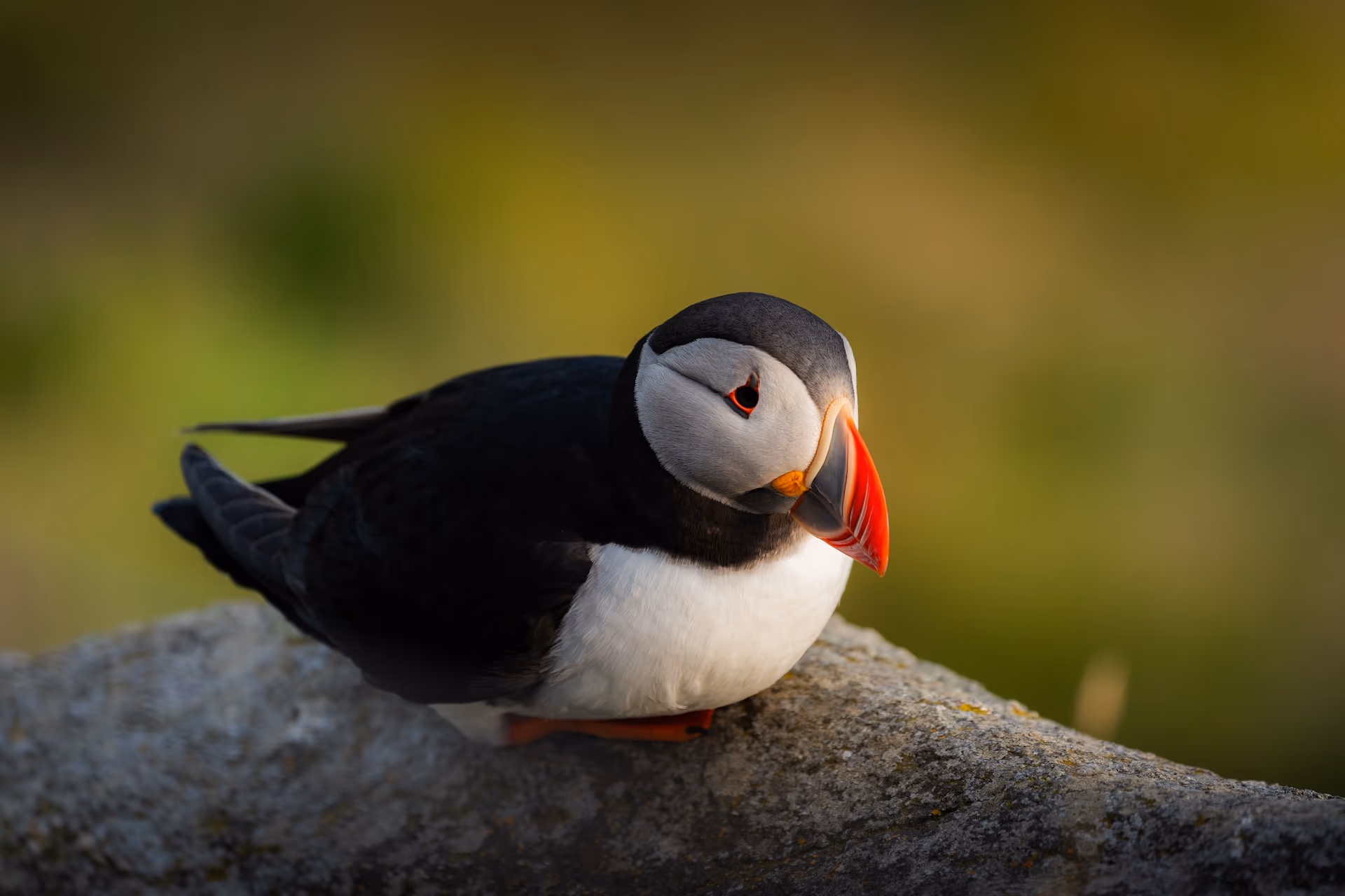 Zdjęcie z portfolio