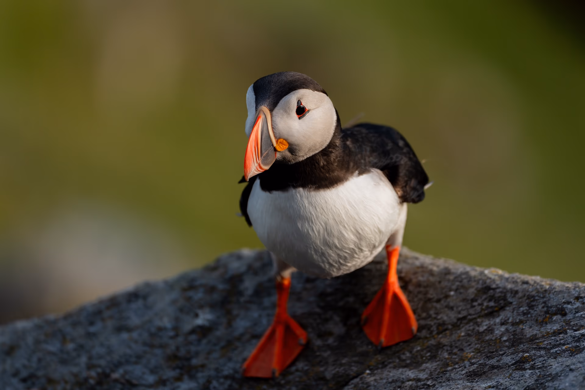 Zdjęcie z portfolio